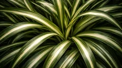 Rönsyliljan hoito suomalaisessa kodissa: helpot vinkit tuuheaan kasvuun